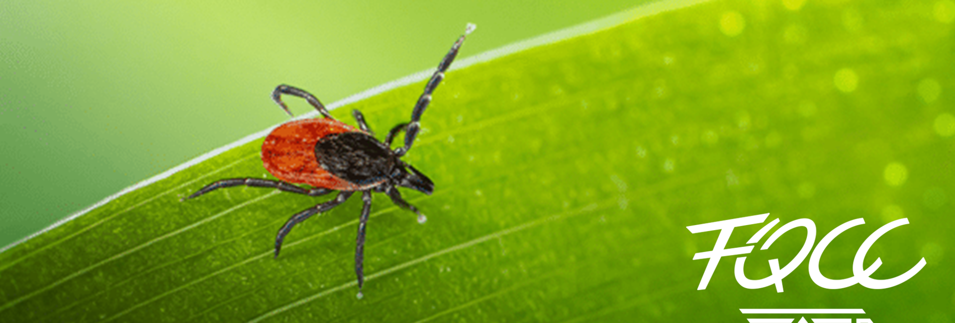 Bannière tiques-camping